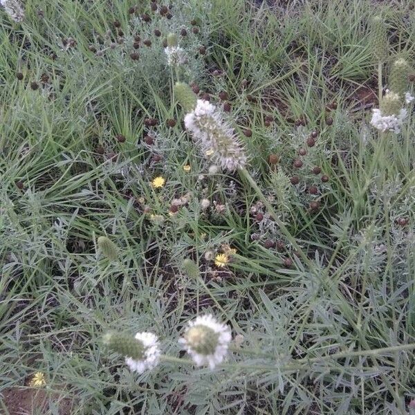 Dalea candida Kukka