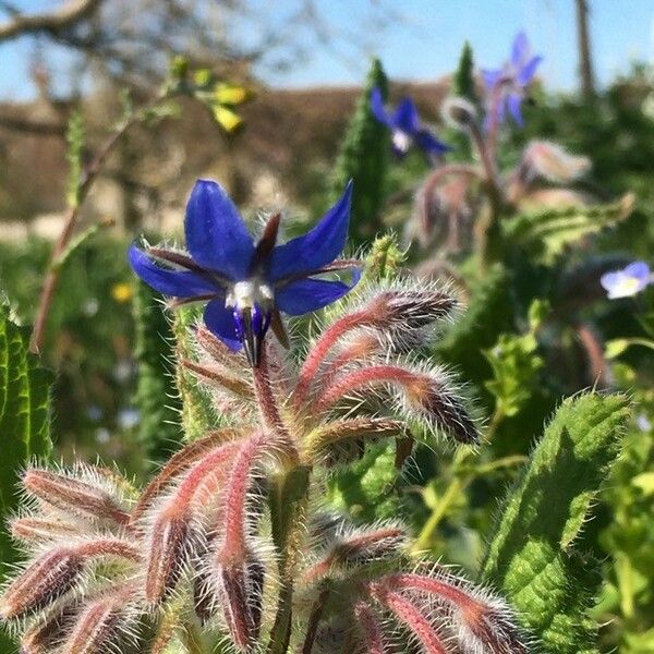 Borago officinalis Flor