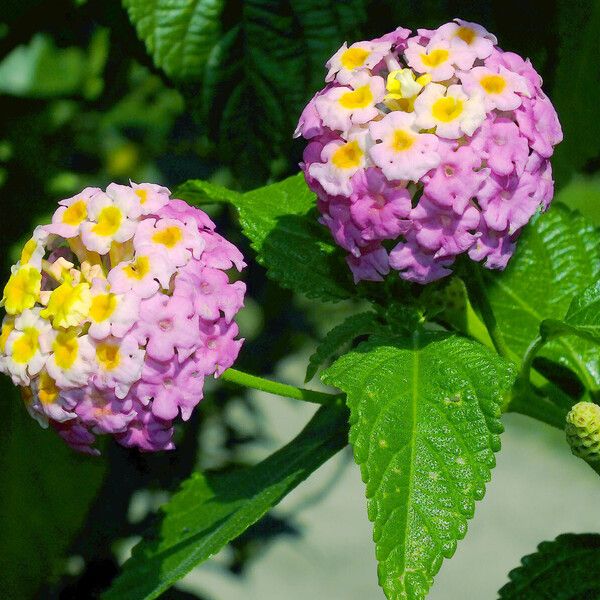 Lantana camara 花