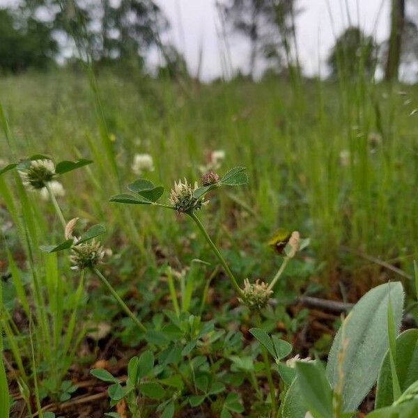 Trifolium glomeratum Цветок