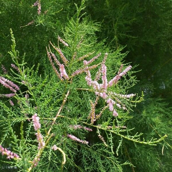 Tamarix ramosissima Flower