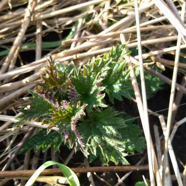 Urtica dioica Lapas