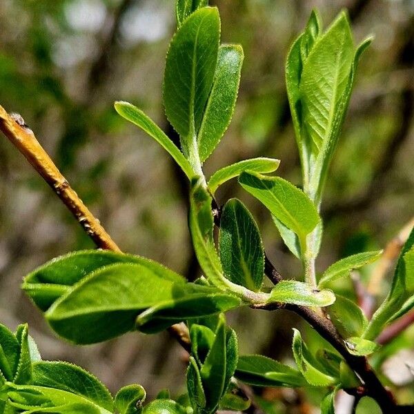 Salix myrsinifolia Leaf