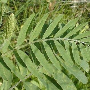 Astragalus canadensis List