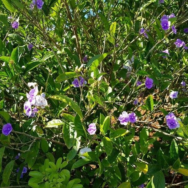 Brunfelsia pauciflora Flor
