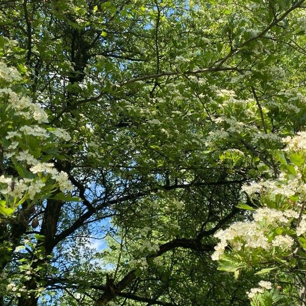 Crataegus rhipidophylla Kwiat