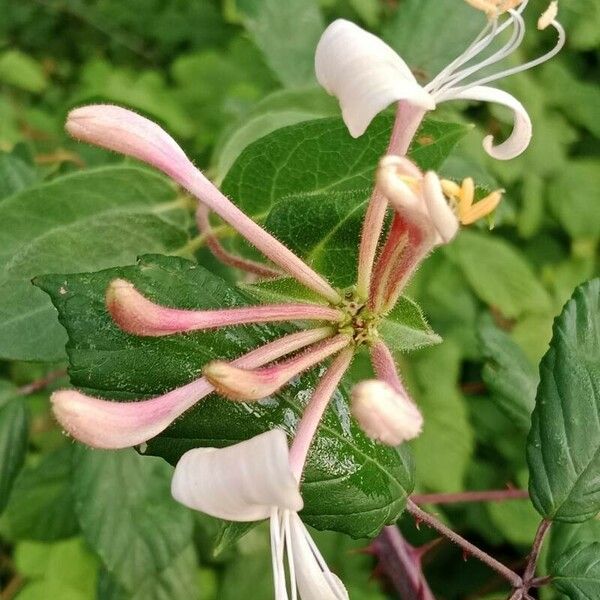 Lonicera periclymenum Floro