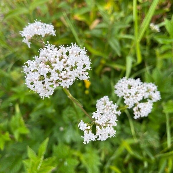 Valeriana dioica Blüte