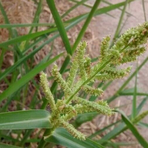 Echinochloa crus-galli Květ