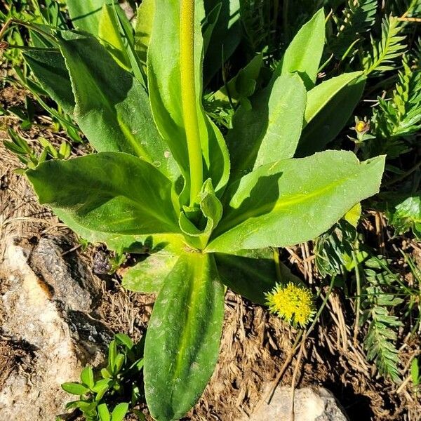 Primula parryi Leaf