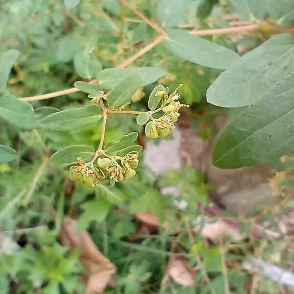 Euphorbia nutans Flower