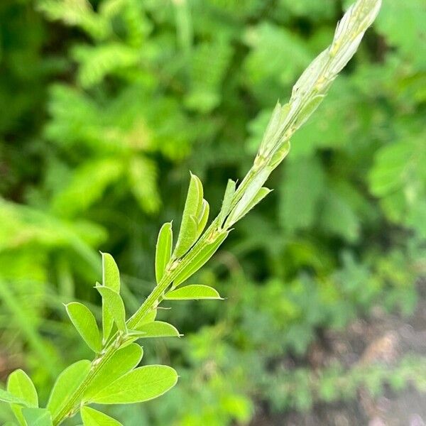 Kummerowia striata Flower