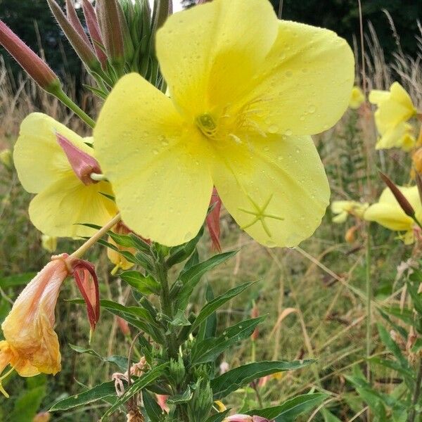 Oenothera glazioviana Květ