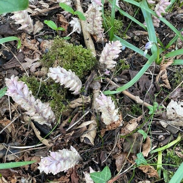 Lathraea squamaria Fiore