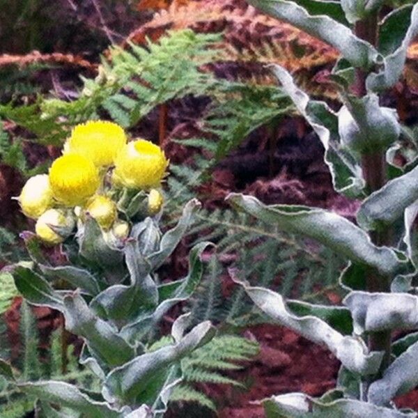 Helichrysum foetidum Flor