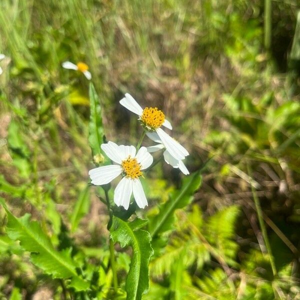 Bidens alba Квітка