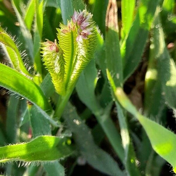 Dactyloctenium aegyptium Blomma