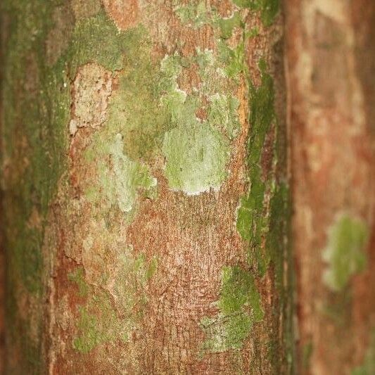 Posoqueria latifolia Kora