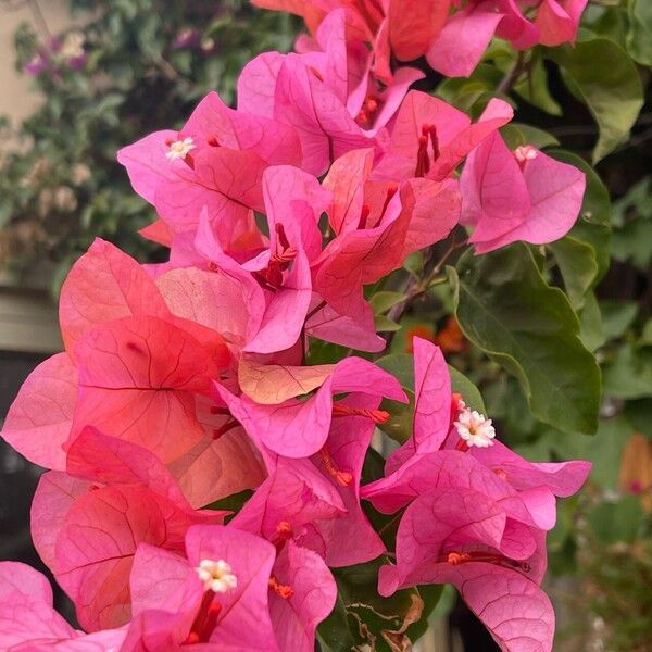 Bougainvillea × buttiana 花