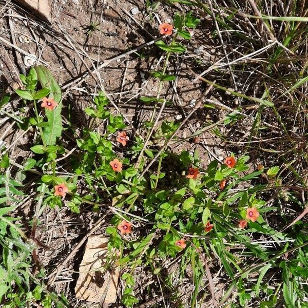 Lysimachia arvensis Habitus