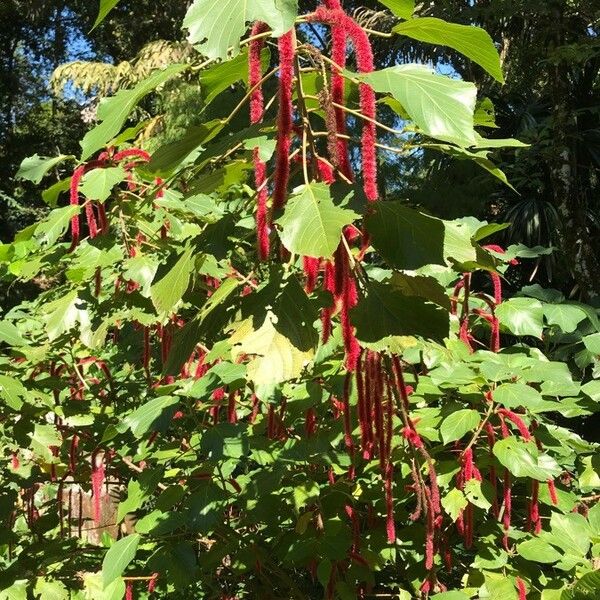 Acalypha macrostachya Flower