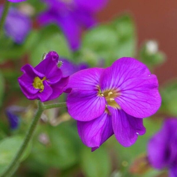 Aubrieta deltoidea Flor