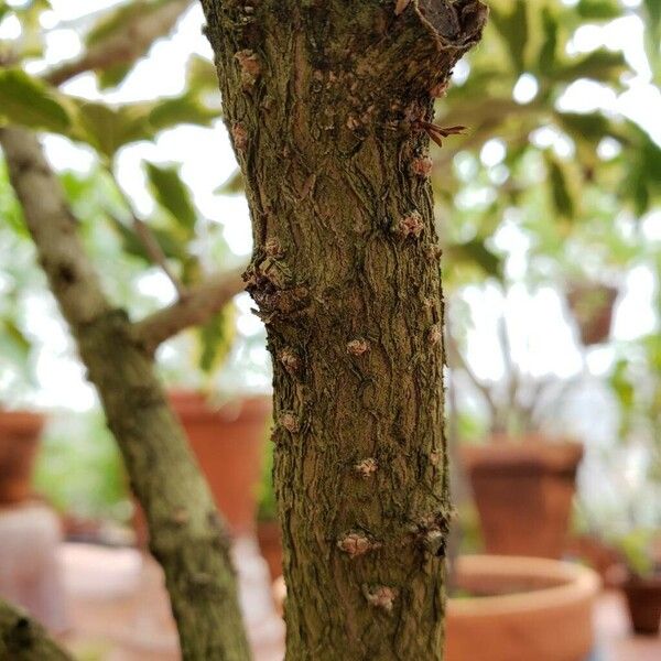 Osmanthus heterophyllus Kabuk