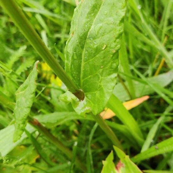 Rumex thyrsoides Blad