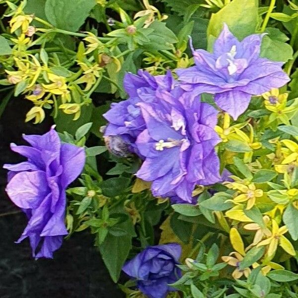 Campanula carpatica Cvet