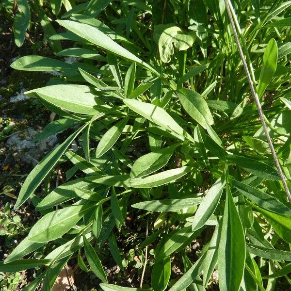 Coreopsis lanceolata Leaf