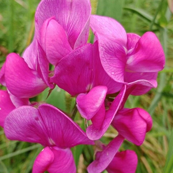 Lathyrus latifolius Blüte