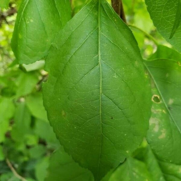 Celastrus orbiculatus Leaf