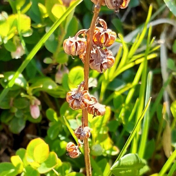 Pyrola minor Fruit