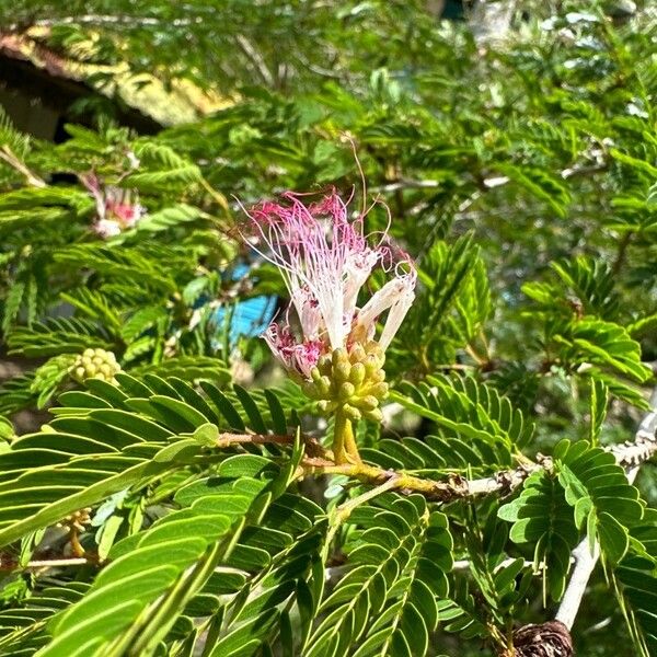 Calliandra surinamensis फूल