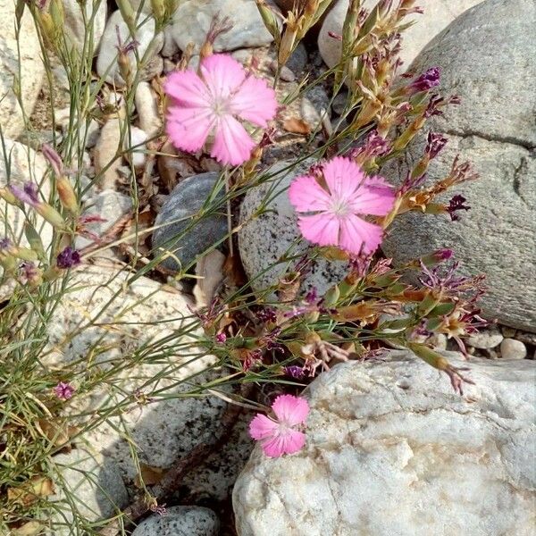 Dianthus scaber Õis