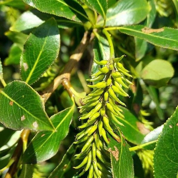 Salix pentandra 花