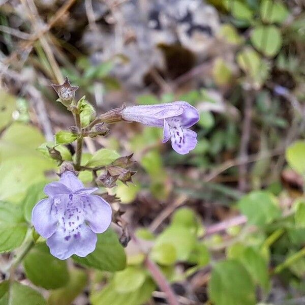 Clinopodium nepeta Кветка