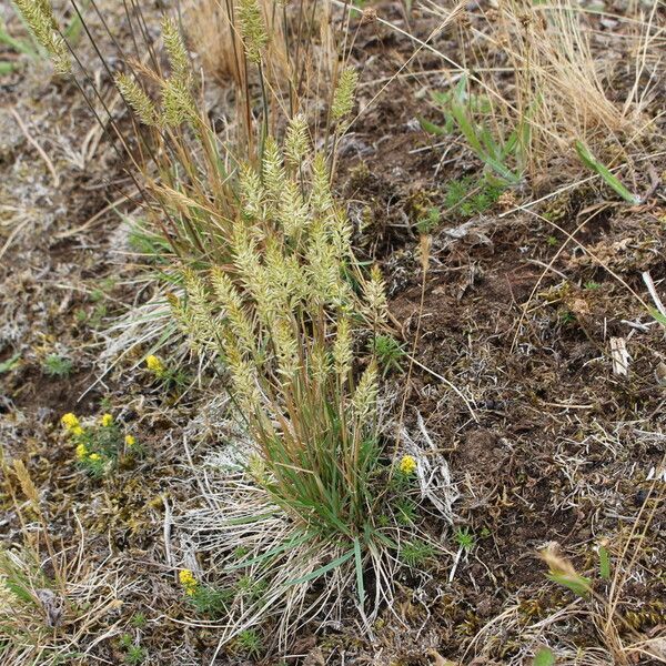 Koeleria macrantha Staniste