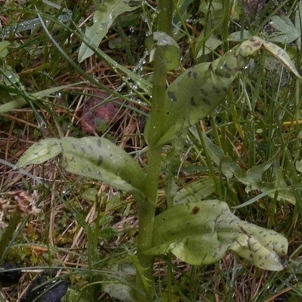 Dactylorhiza majalis Fuelha