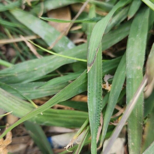 Paspalum dilatatum Folio