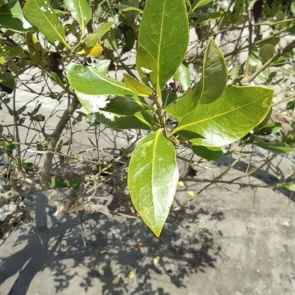 Avicennia marina 葉