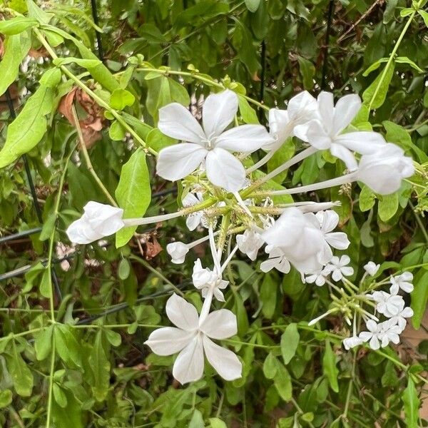 Plumbago zeylanica Flower