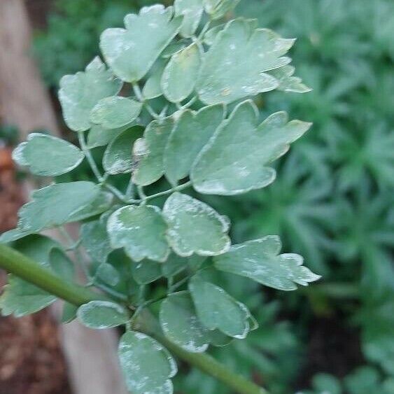 Thalictrum minus Liść