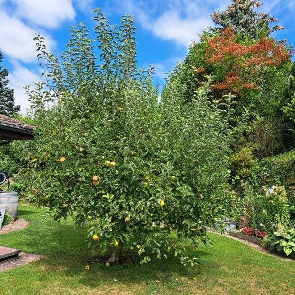 Malus domestica Hábito