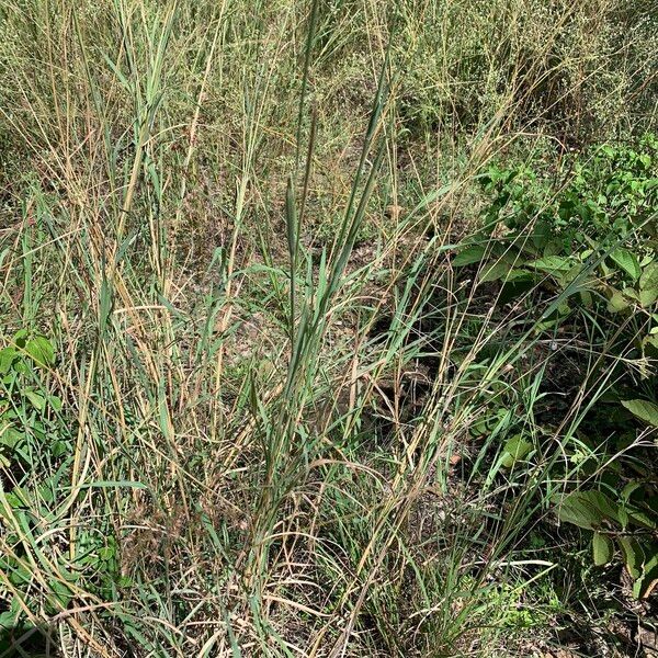 Bothriochloa bladhii Habitus