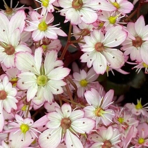 Claytonia sibirica Blüte