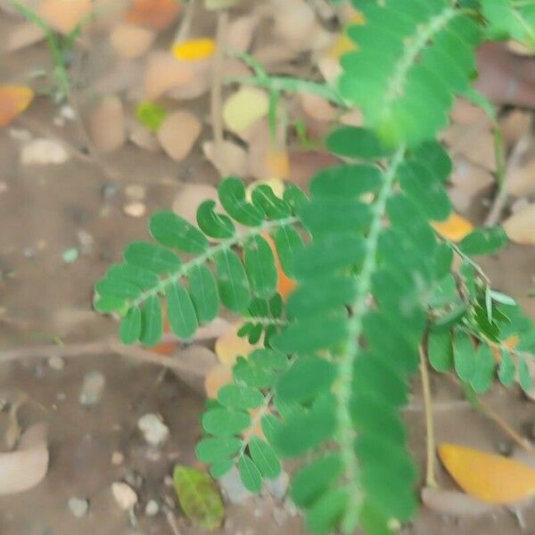 Phyllanthus amarus Leaf