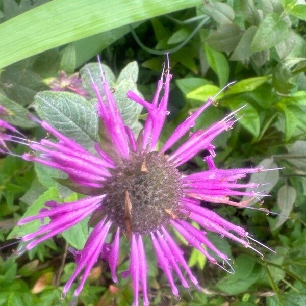 Monarda fistulosa Cvet