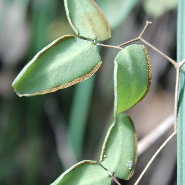 Hemionitis ovata Hoja