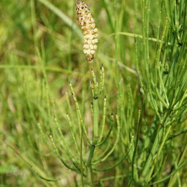 Equisetum palustre عادت داشتن